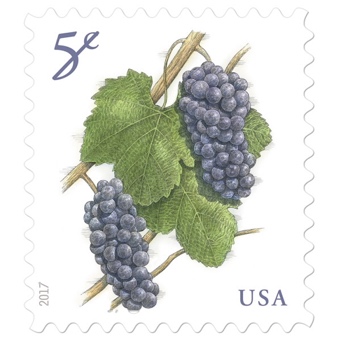 USA five cent stamps, two bundles of purple grapes with green leaves, reading 5¢ in the upper left and USA in the bottom right, both in purple font